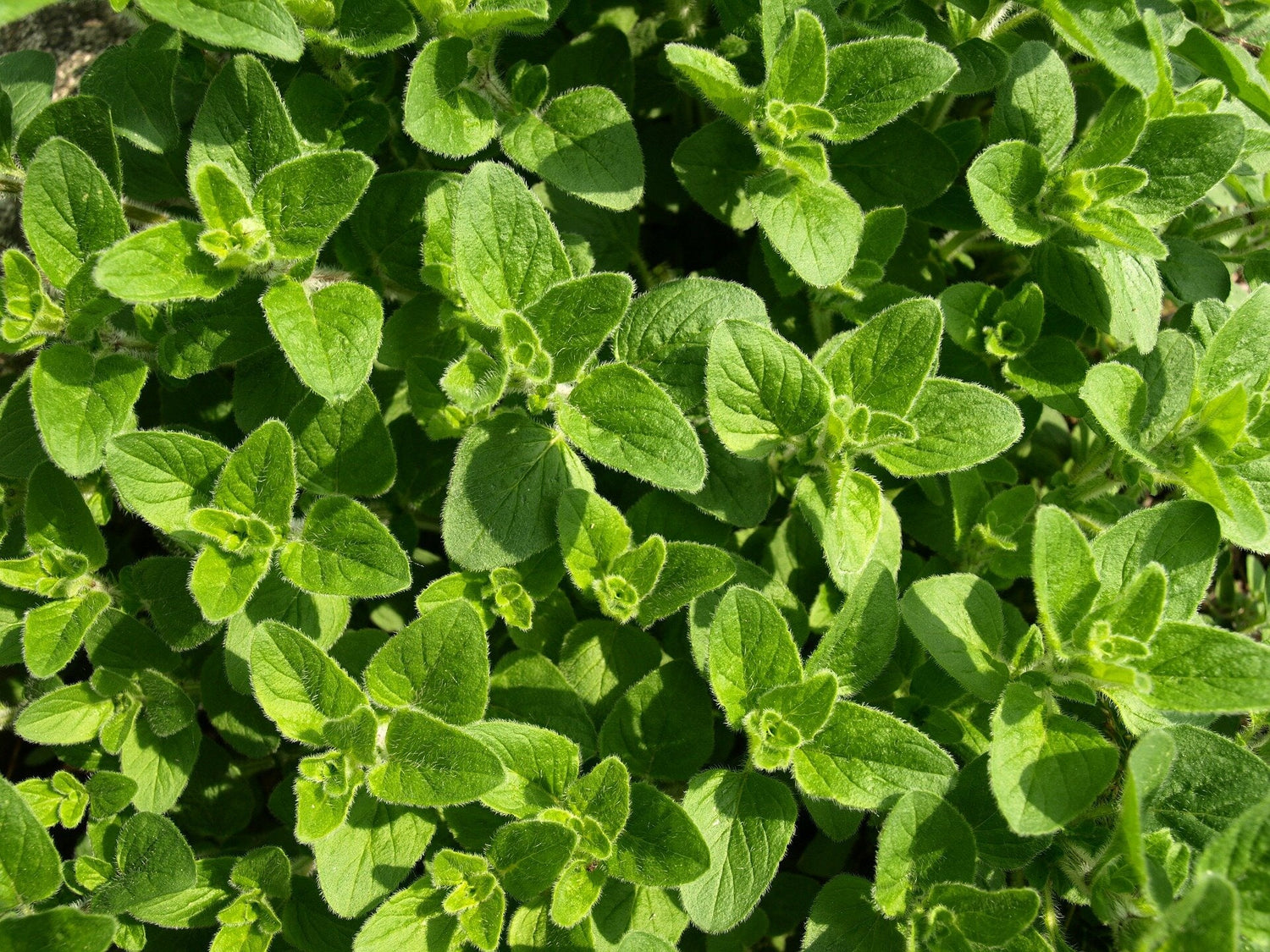 Oregano Seeds (Organic) - Greek