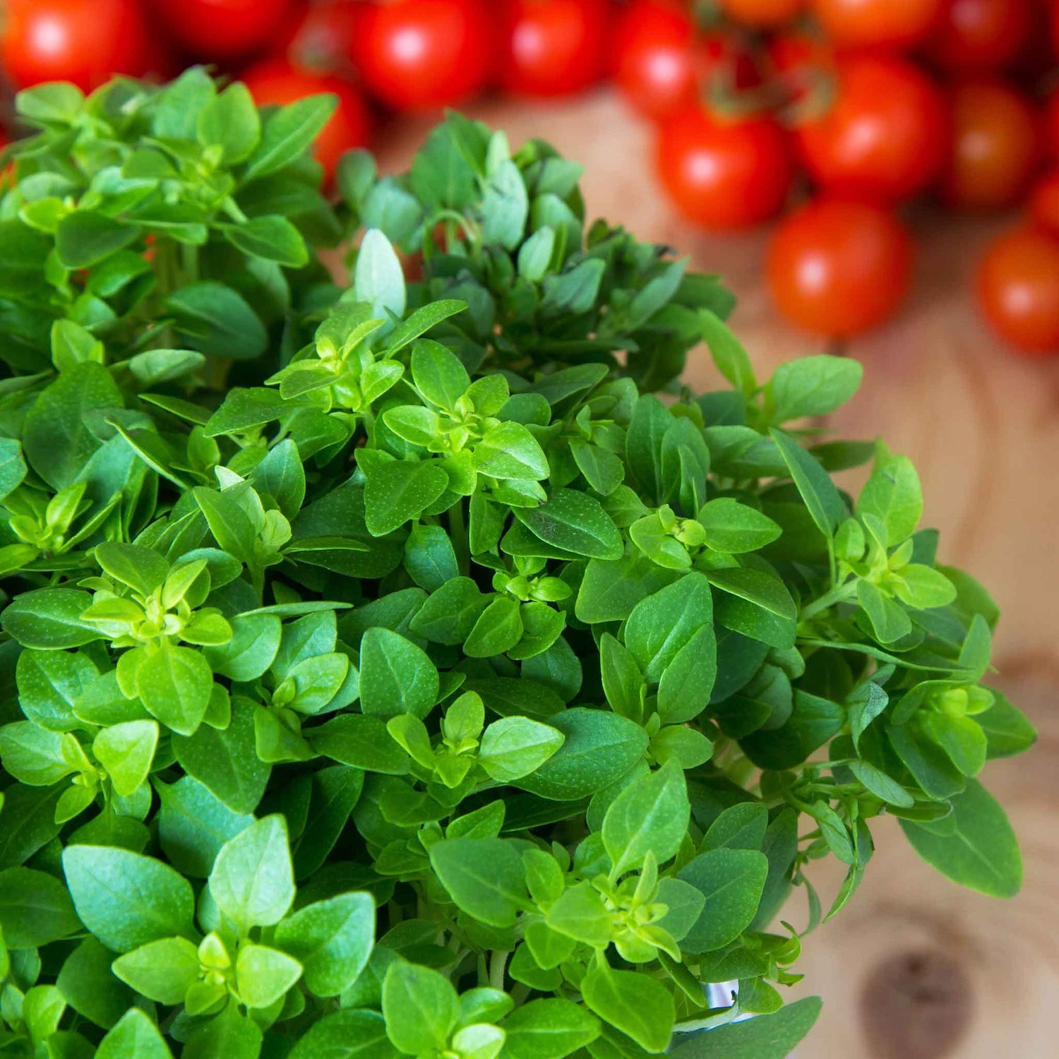 Oregano Seeds - Greek