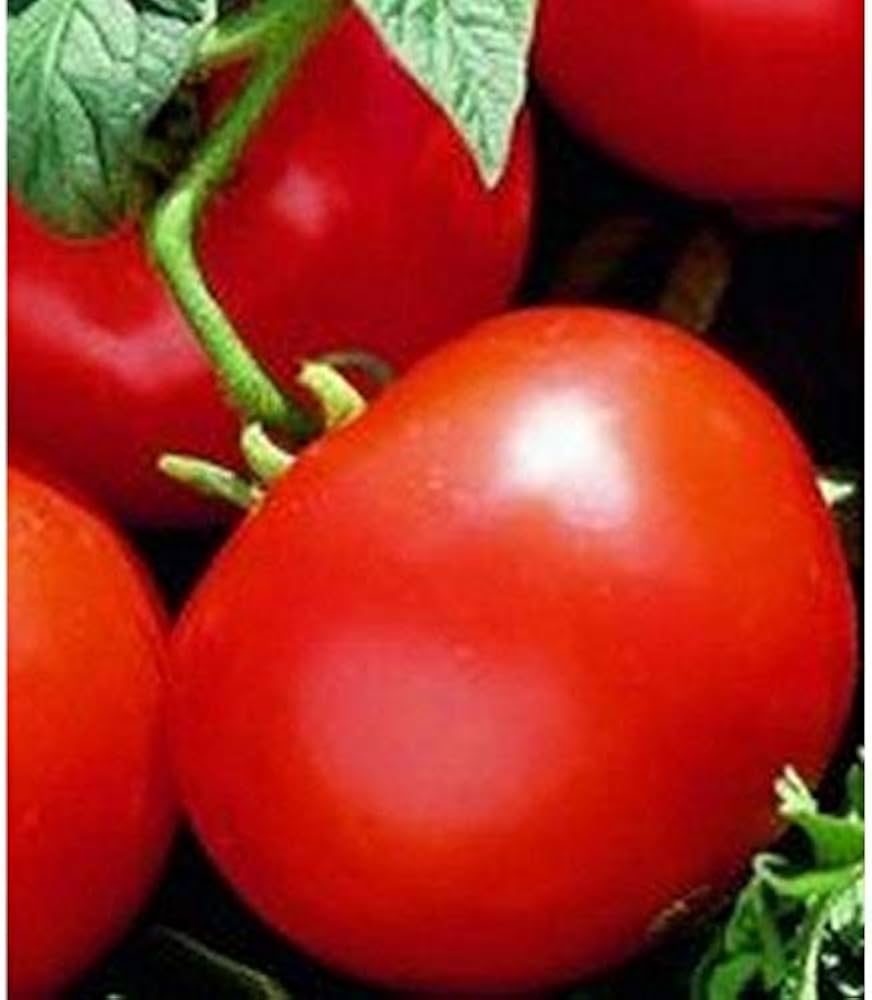 Oregon Spring Tomato seeds – early - season heirloom with juicy red fruits - Dharaseeds