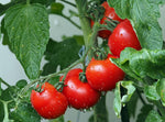 Oregon Spring Tomato seeds – early - season heirloom with juicy red fruits - Dharaseeds