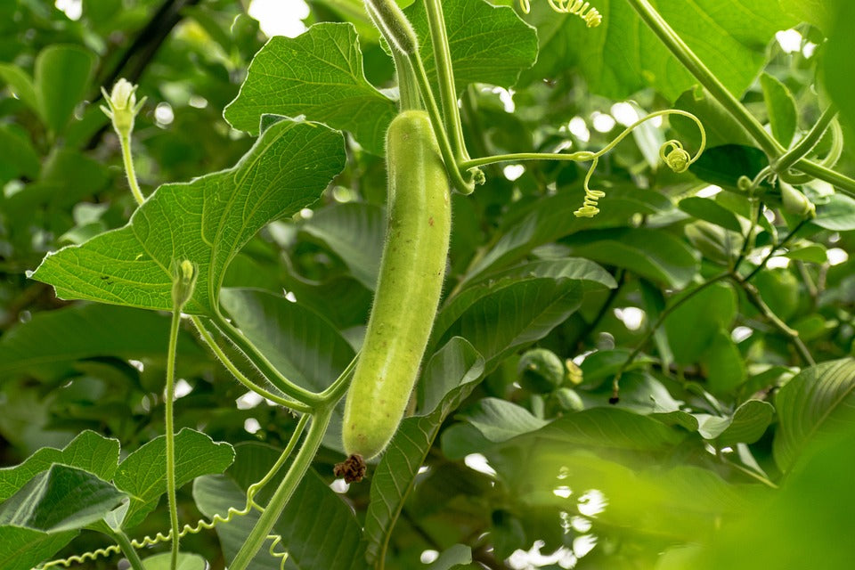 Bottle gourd-Alok