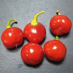 Organic Aji Cochabamba chili seeds non GMO pepper plants