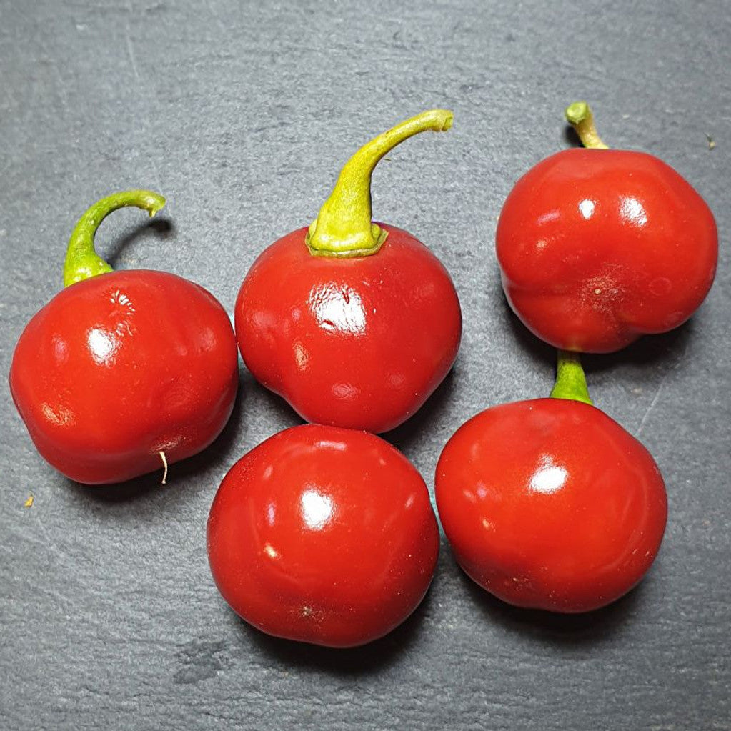 Organic Aji Cochabamba chili seeds non GMO pepper plants