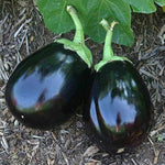 Organic Amadeo eggplant seeds premium quality