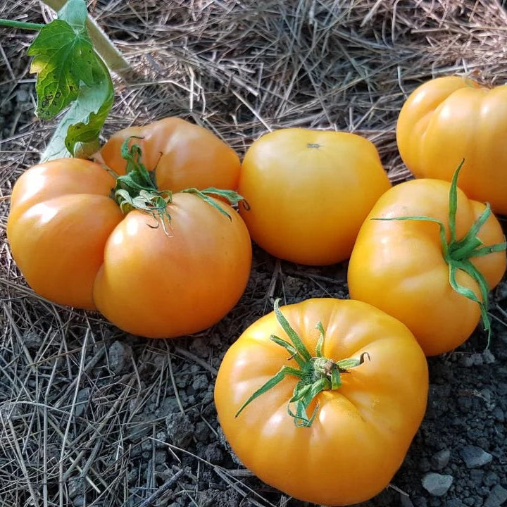 Non GMO eggplant seeds Amadeo variety for gardeners