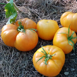 Non GMO eggplant seeds Amadeo variety for gardeners