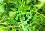 Organic Asian salad mix seeds for home garden planting