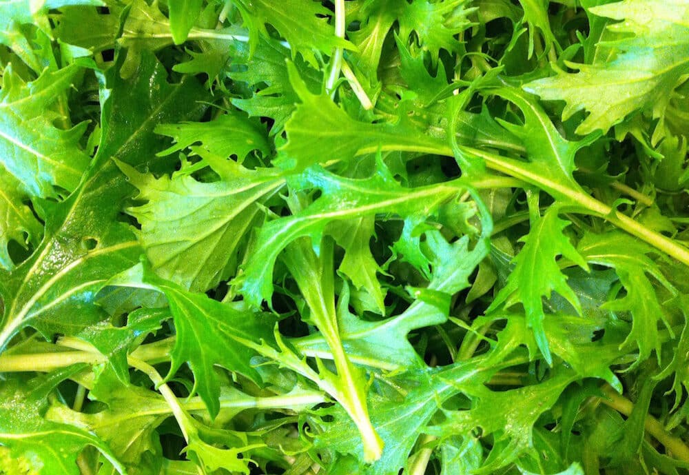 Organic Asian salad mix seeds for home garden planting