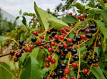 Organic black cherry seeds for home garden planting