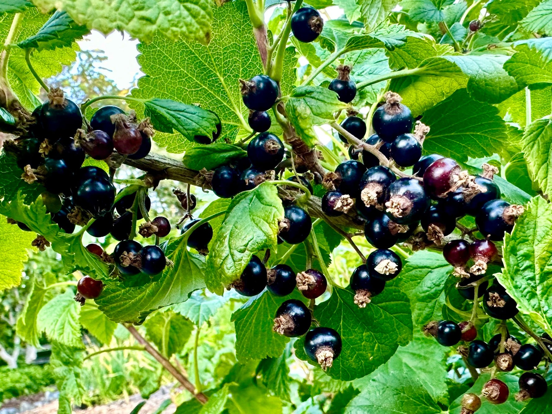 Organic black currant seeds for home garden planting