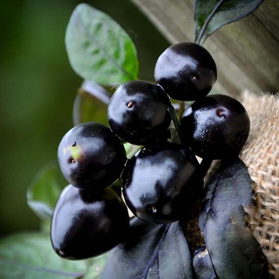 Organic Black Pearl Pepper Seeds – Glossy Dark Fruits with Bold Flavor - Dharaseeds