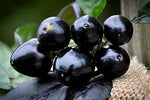 Organic Black Pearl Pepper Seeds – Glossy Dark Fruits with Bold Flavor - Dharaseeds