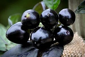 Organic Black Pearl Pepper Seeds – Glossy Dark Fruits with Bold Flavor - Dharaseeds