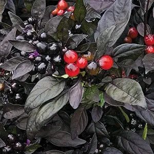 Organic Black Pearl Pepper Seeds – Glossy Dark Fruits with Bold Flavor - Dharaseeds