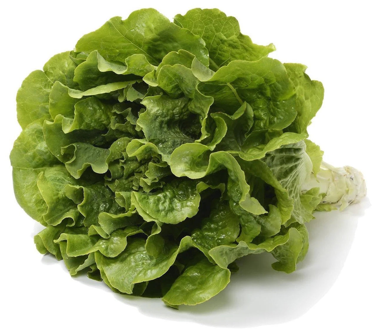 Lettuce Seeds (Organic) - Buttercrunch