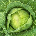 organic cabbage seeds for outdoor garden planting
