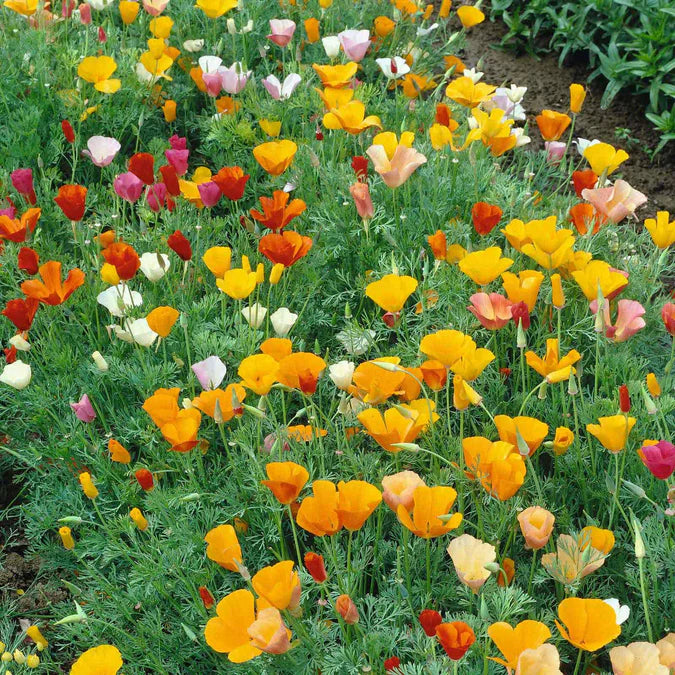 California Poppy Seeds - Mixed Colors