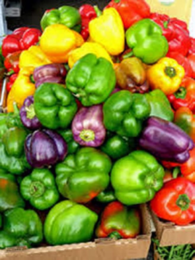 Organic California Wonder Pepper Seeds – Classic Bell Pepper with Sweet Crunch, Non - GMO - Dharaseeds