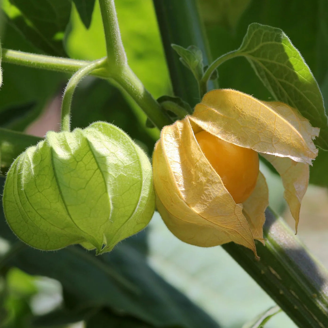 Organic Cape Gooseberry seeds for home gardens