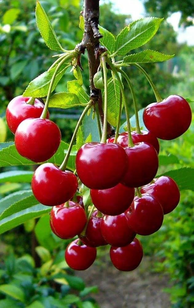 Organic cherry seeds for home garden planting