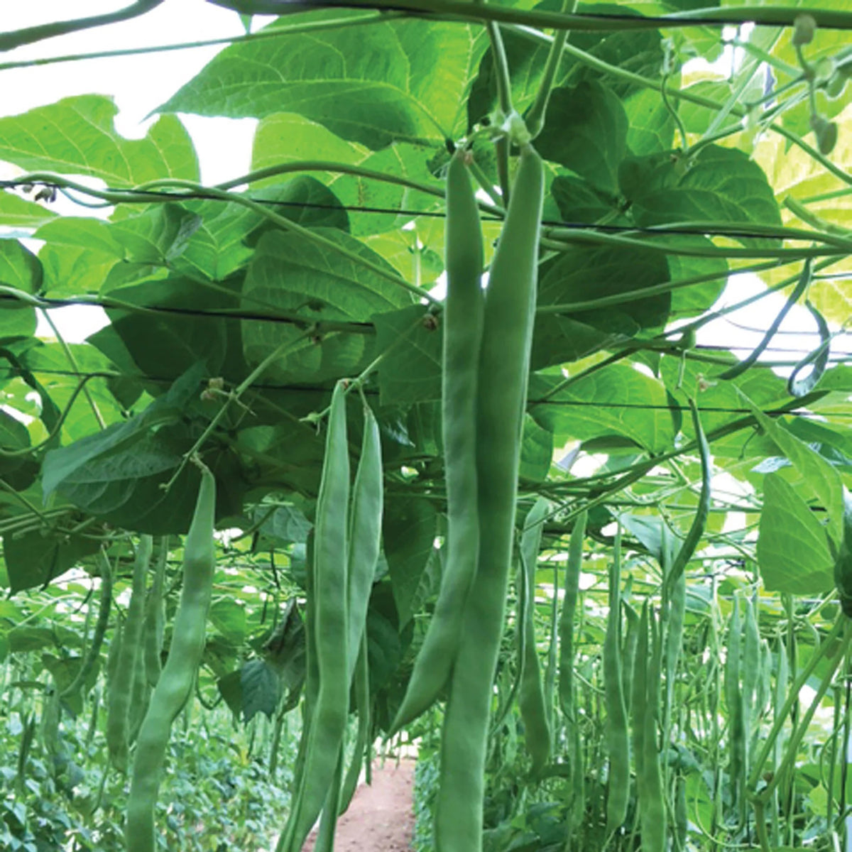 Organic climbing bean seeds Algarve long pod variety