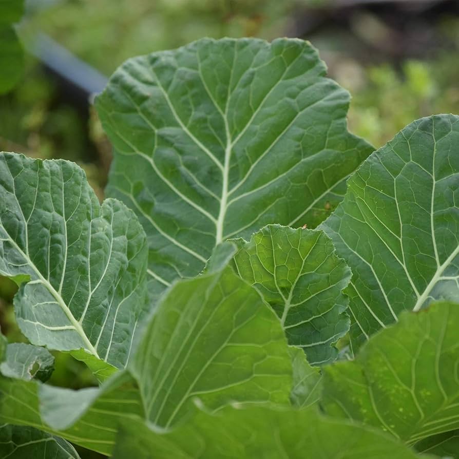 Organic Georgia collard greens seeds for backyard growing