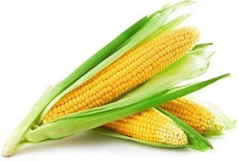 Organic corn seeds American Dream variety high germination