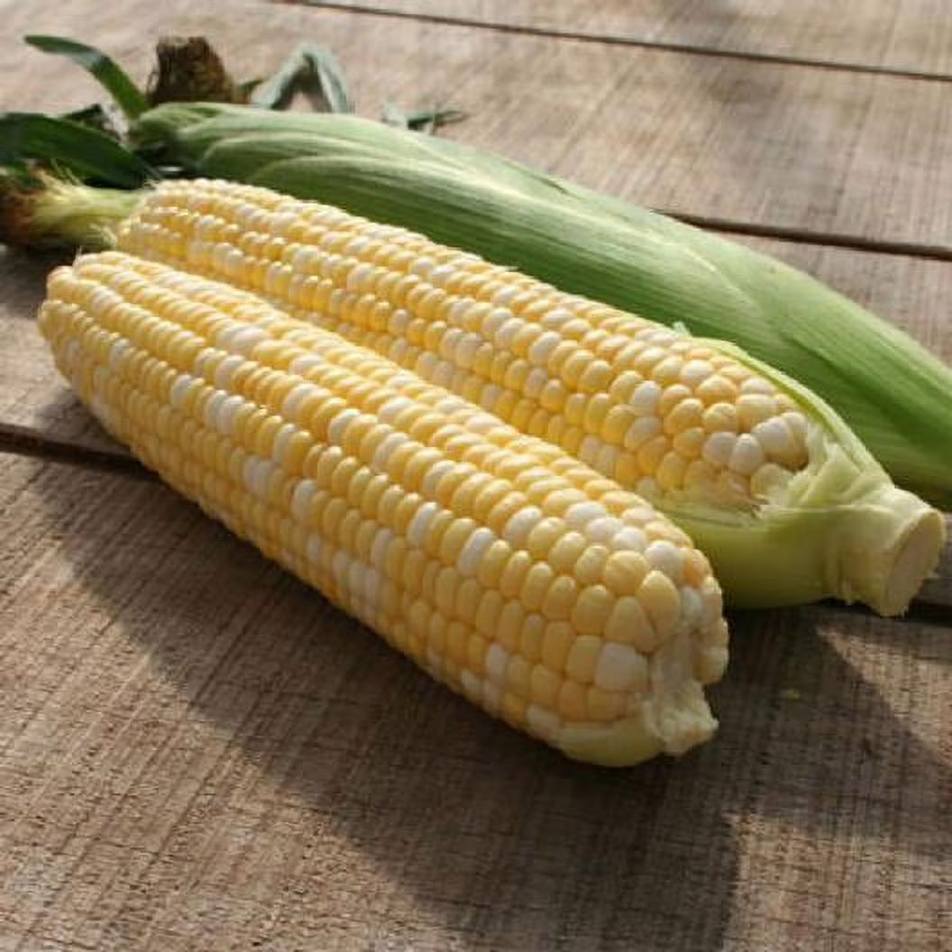 Organic corn seeds Primus Triplesweet suitable for home garden planting