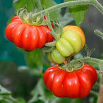 Non GMO tomato seeds Costoluto Genovese heirloom planting