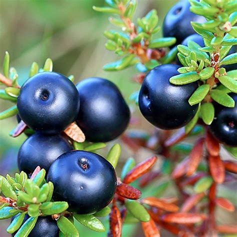 Organic crowberry seeds for home garden planting