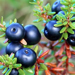 Organic crowberry seeds for home garden planting