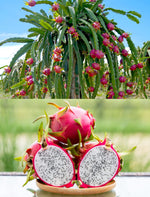 Organic dragon fruit seeds for home garden