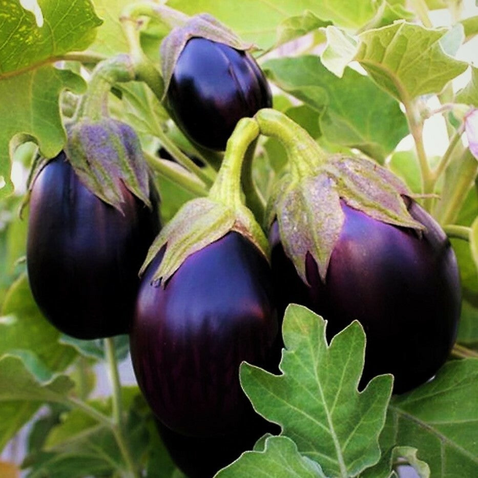 Organic eggplant seeds Black Beauty for vegetable garden planting