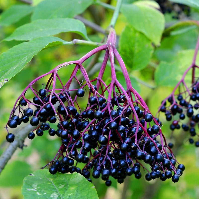 Organic elderberry seeds for home garden planting