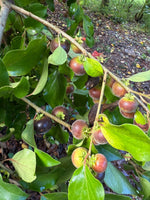Organic gooseberry seeds for home garden planting