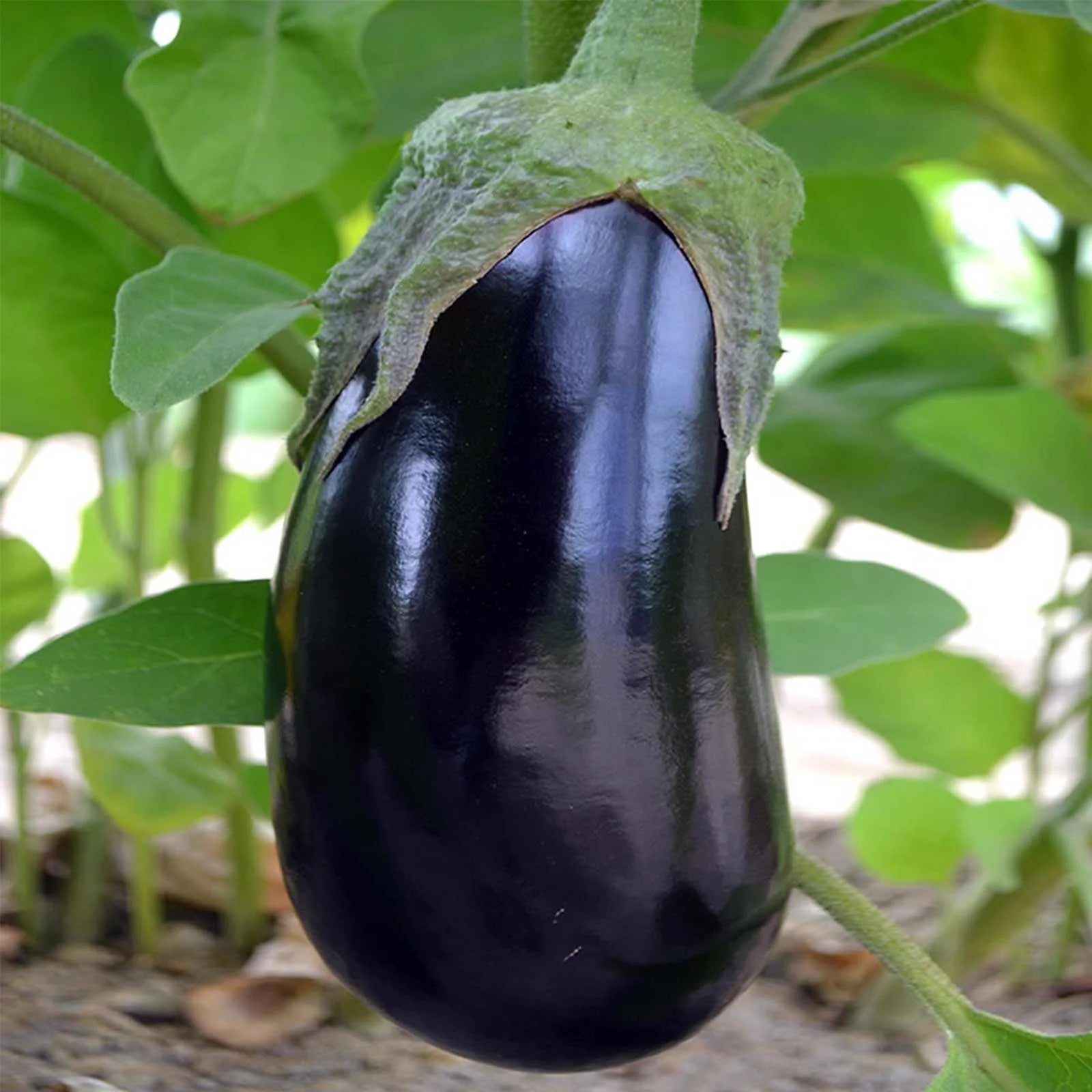 organic Gretel eggplant seeds for planting