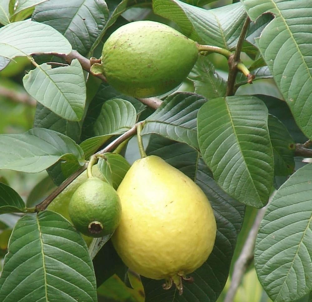 Organic guava seeds suitable for pots and containers