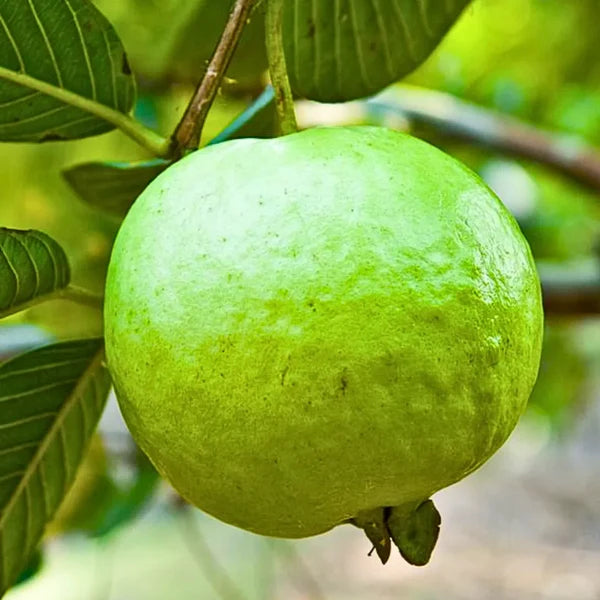 Organic guava seeds for planting, fruit tree variety