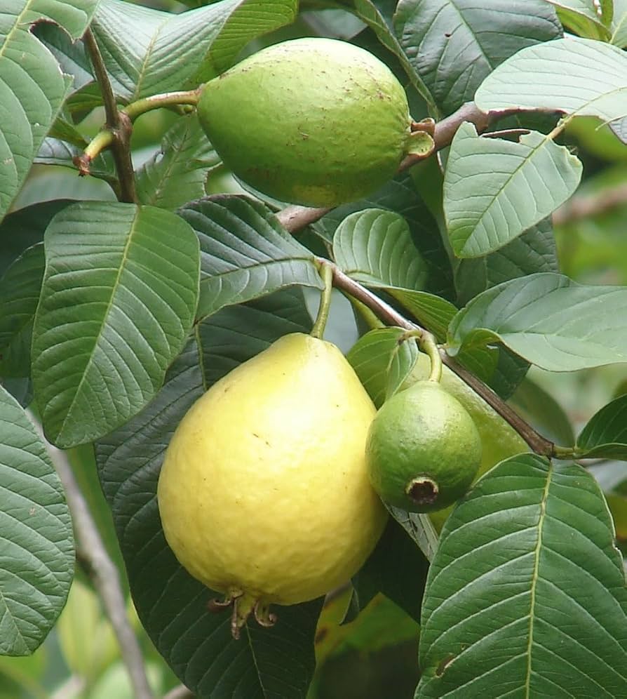 Organic guava seeds for home garden growing