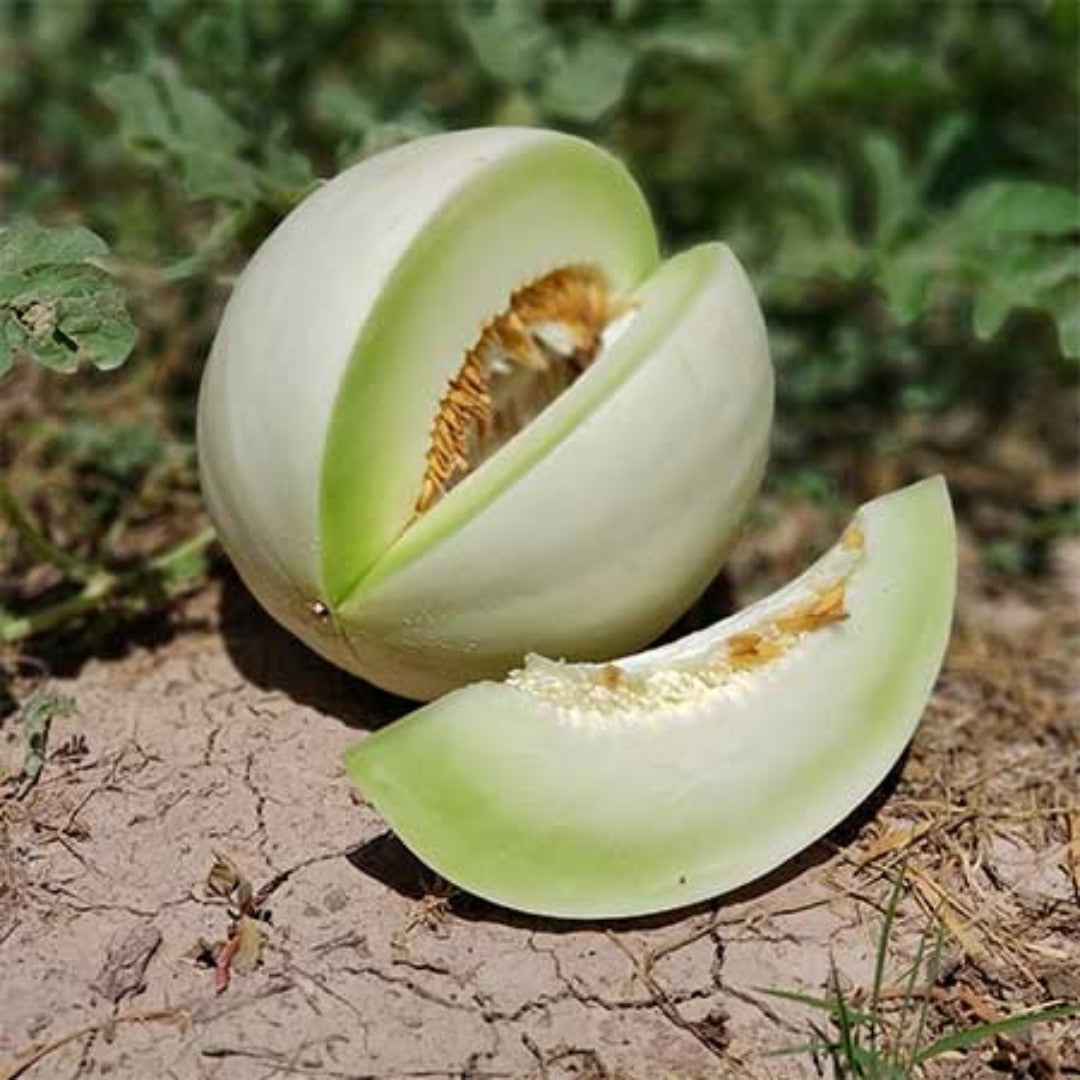Organic honeydew melon seeds for warm climate gardens