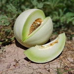 Organic honeydew melon seeds for warm climate gardens