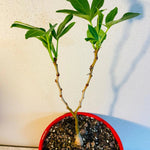 Organic Kiwano seeds suitable for warm season planting