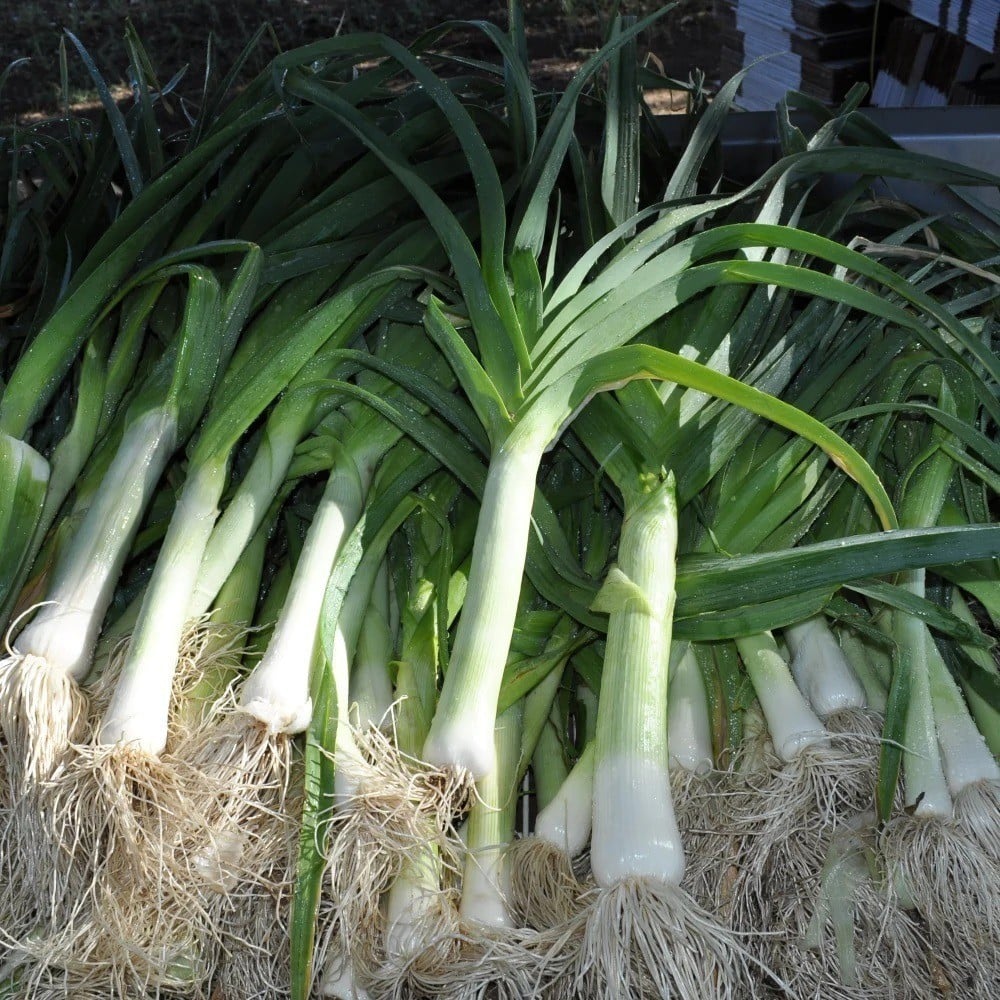 Organic leek seeds Zermatt variety with high germination