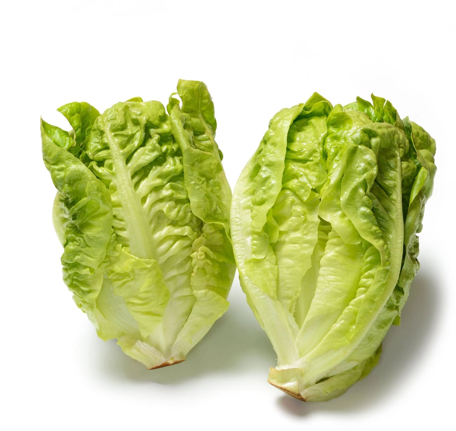 Little Gem Lettuce Seeds Heirloom Non-GMO High Germination Organic Garden Seeds