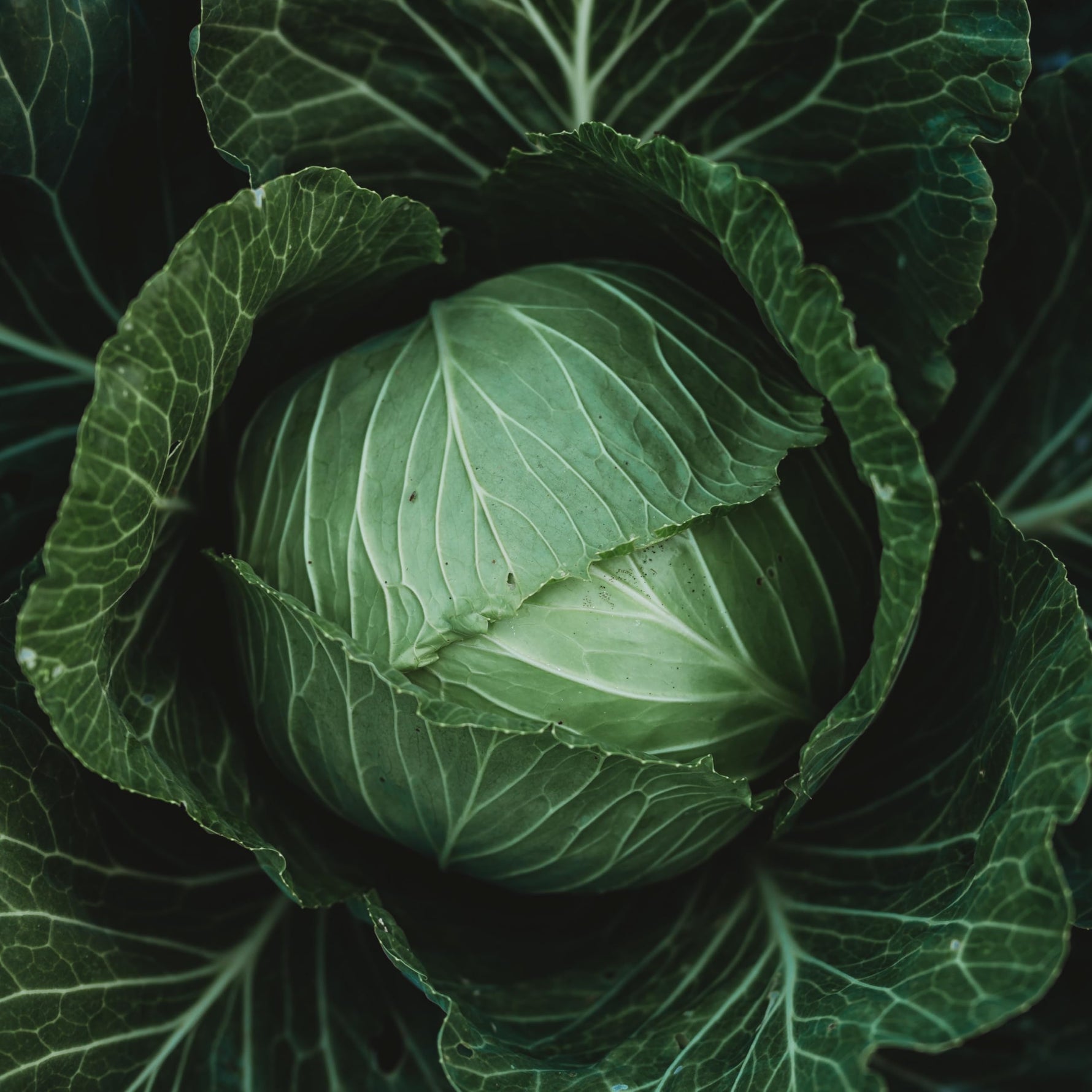 Organic Megaton cabbage seeds for home garden and raised beds