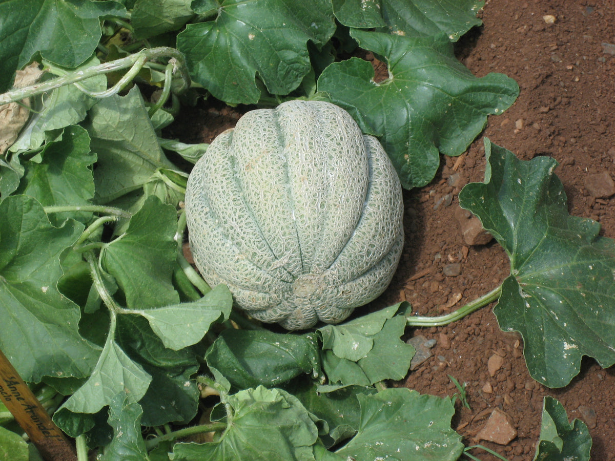 Organic melon seeds for warm climate gardens