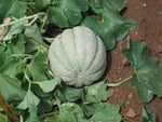 Organic melon seeds for warm climate gardens