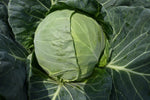 Organic Non-GMO cabbage seeds for home garden planting