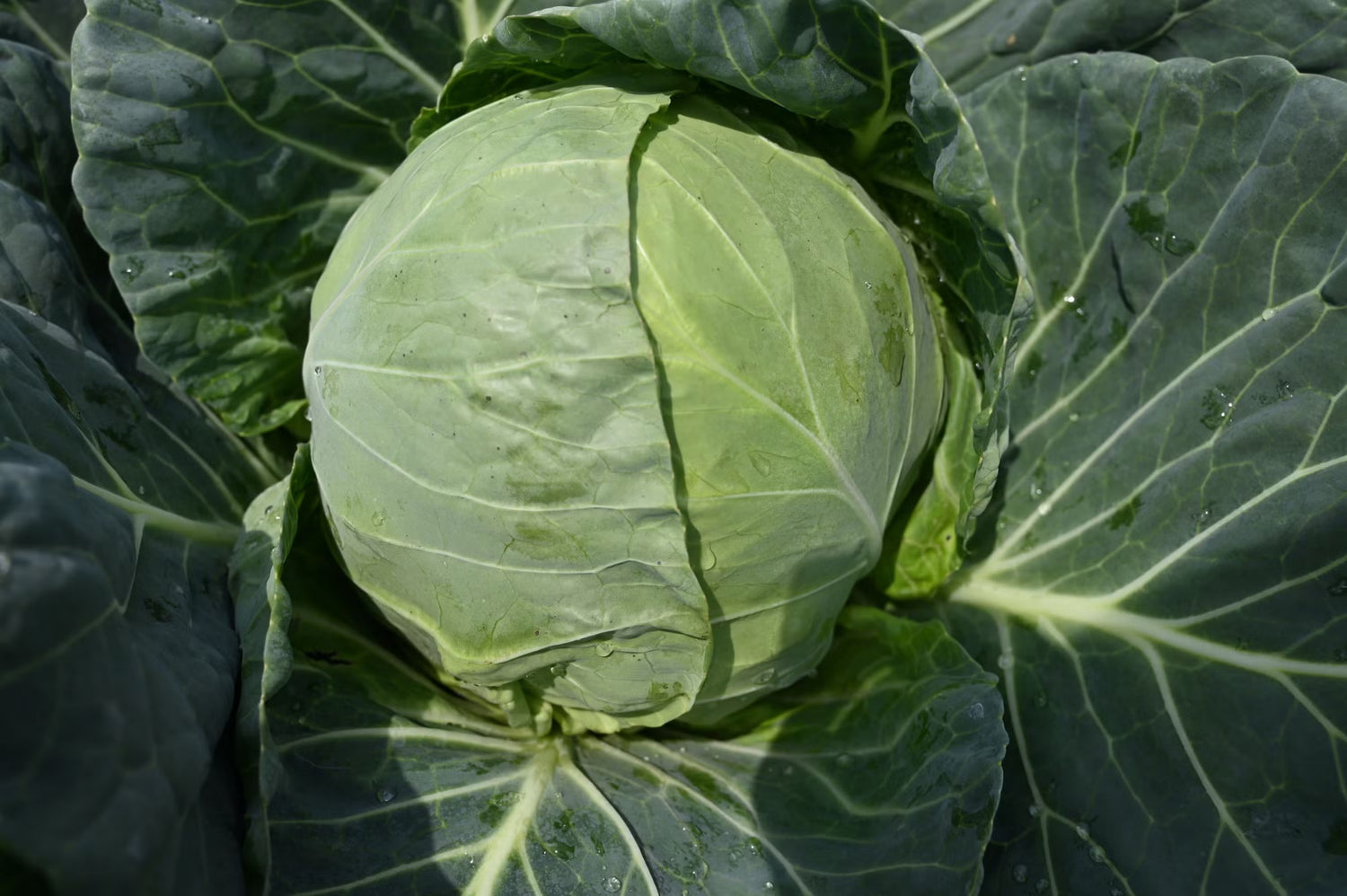 Organic Non-GMO cabbage seeds for home garden planting