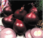 Organic onion seeds Red Baron variety for home garden